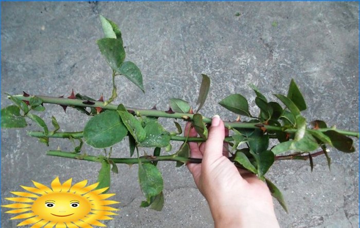 Výsadba růží. Jak pěstovat růže v zahradě před řízky