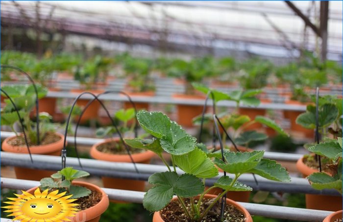 Pěstování jahod na hydroponické farmě