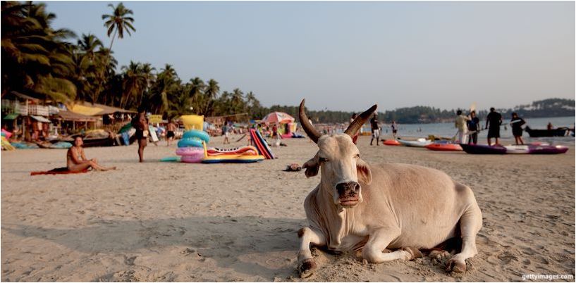 kráva leží na pláži v goa