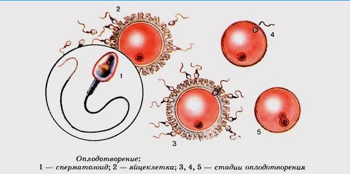 Fáze sterilizace vajíčka