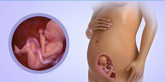 Vývoj plodu v šestém měsíci těhotenství