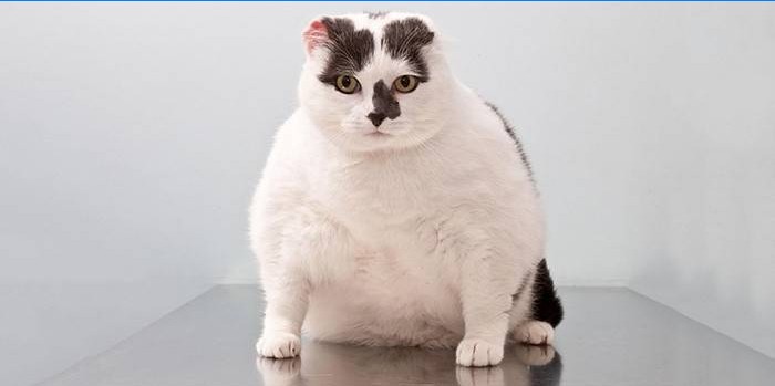 Obézní kočka