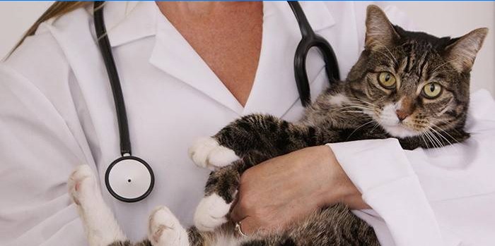 Kočka na jmenování doktora