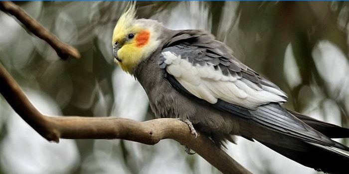 Technika výuky papouška mluvit