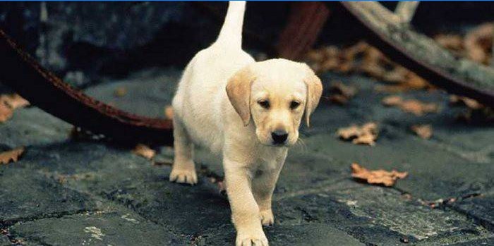 Labrador štěně