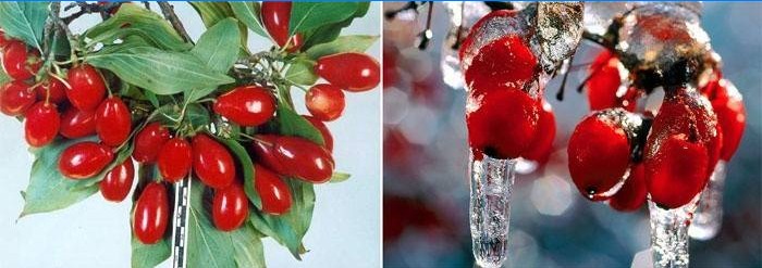 Dogwood větev