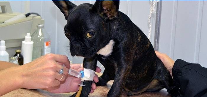 Veterinář dává psovi injekci