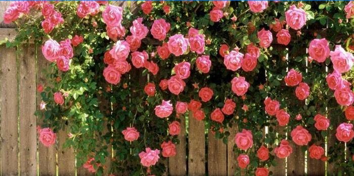 Bush růžové růže na plotě