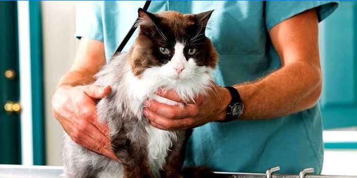 Diagnóza urolitiázy u kočky