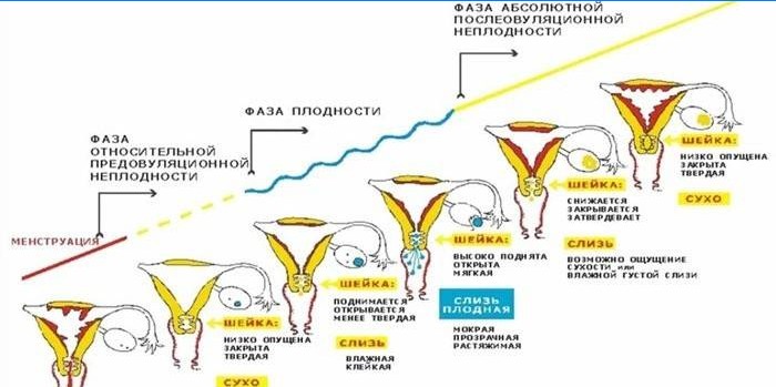 Menstruační fáze