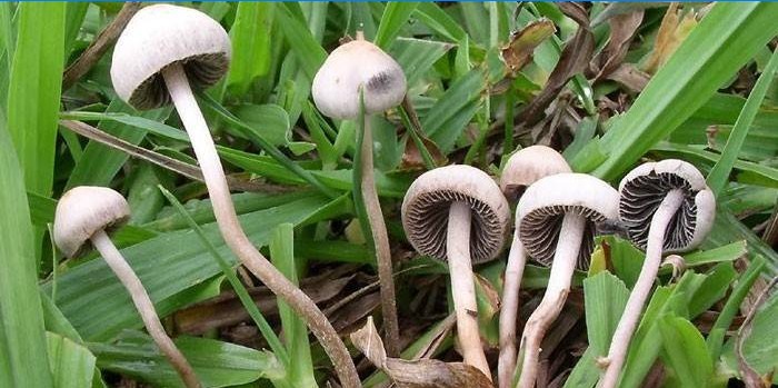 Halucinogenní houby v lese