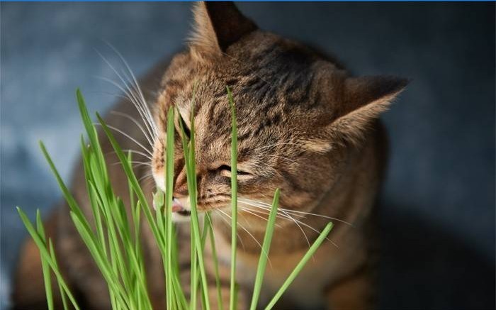 Kočka jí trávu