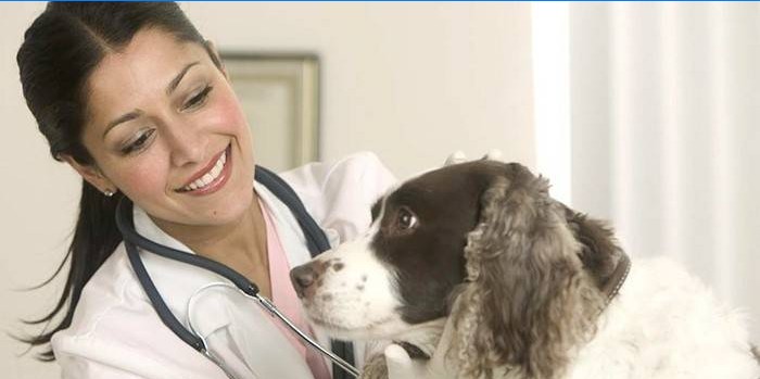 Veterinární lékař chystá léčit pes rumbling u psa