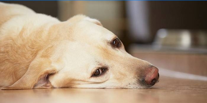 Pes má po otravě silný rachot žaludku