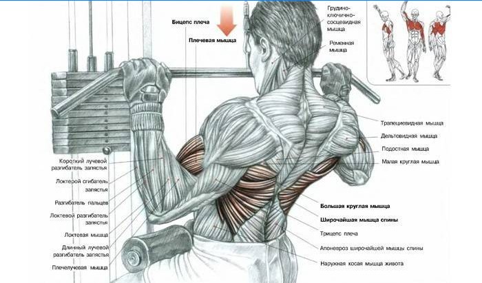 Jaké svaly se účastní cvičení