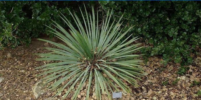 Yucca glauca na otevřeném prostranství