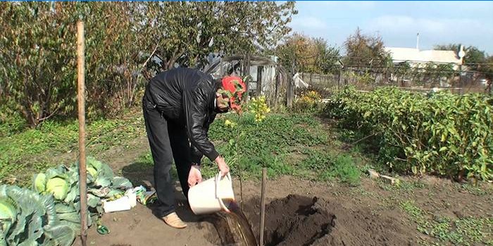 Muž zasadí strom na pozemku