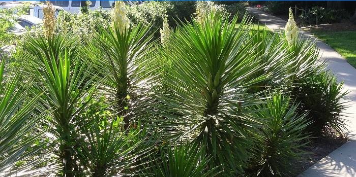 Yucca aloifolia v krajinném designu