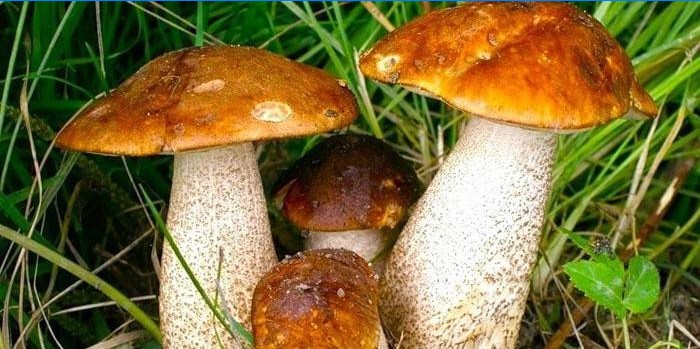 Hnědé houby v trávě