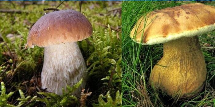 Levá bílá houba, pravá žlučová houba