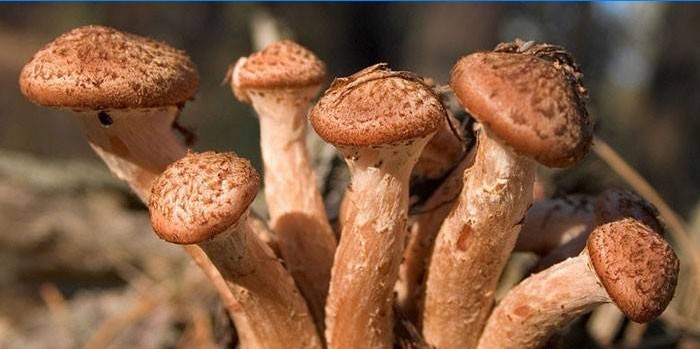 Houby houby