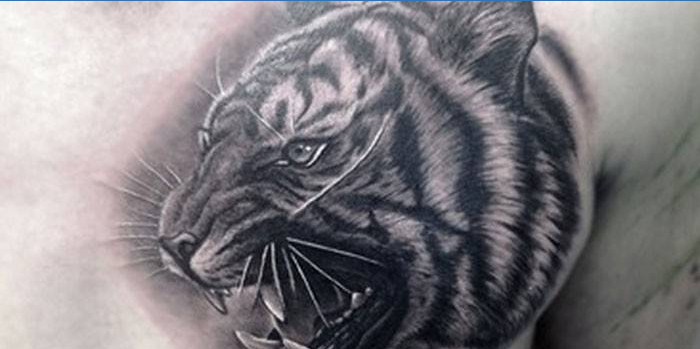 Tiger hlavy tetování