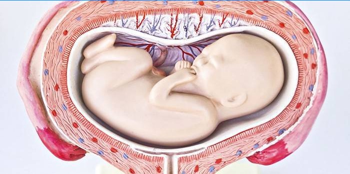 Příčné umístění plodu v děloze