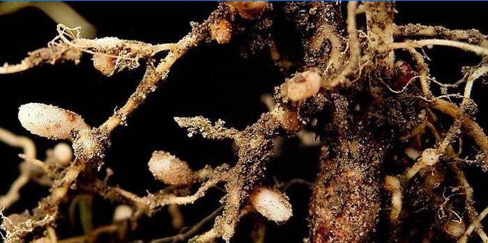 Nodulové bakterie na kořenech rostliny