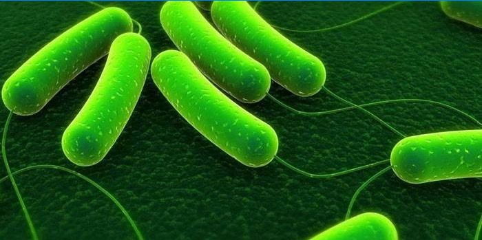 Bakterie Azotobacter pod velkým nárůstem