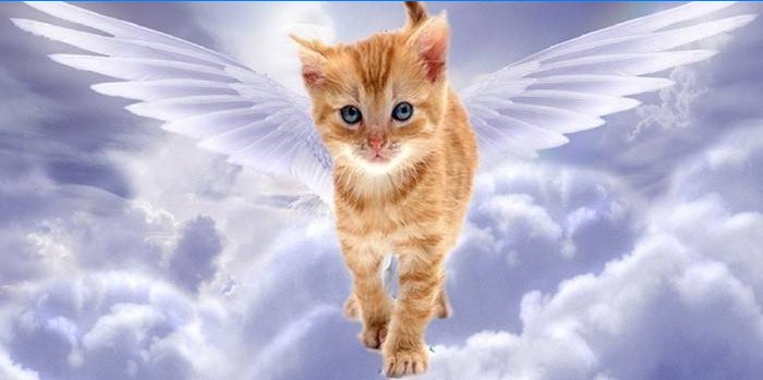 Anděl kotě v nebi