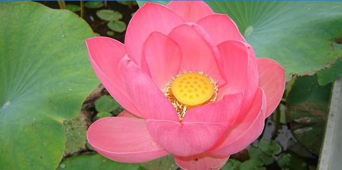Kvetoucí ořechový lotos v rybníku
