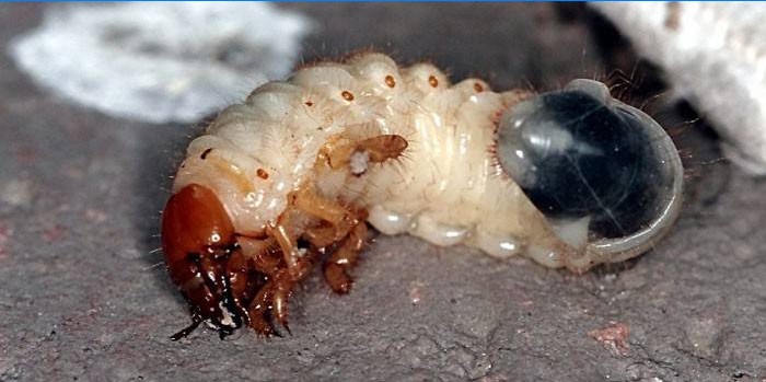 Maybug Larva