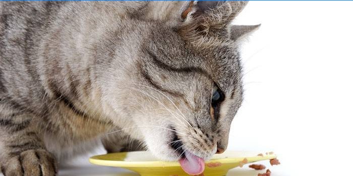 Kočka jí z talíře