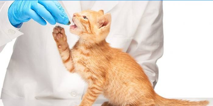 Veterinární lékař dává pilulku kočce