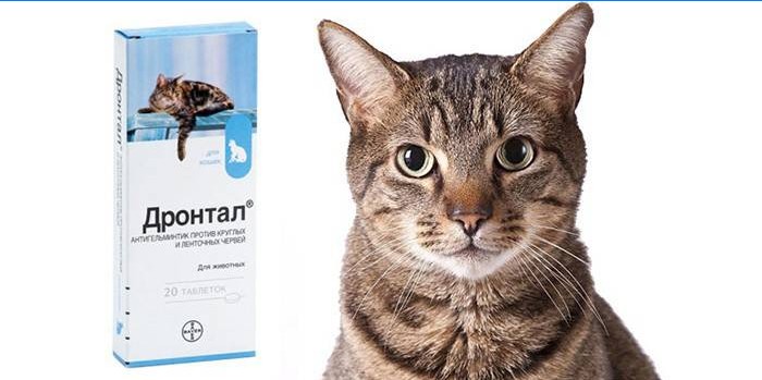 Balení tablet pro kočky Drontal