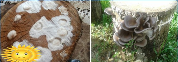 Výsadba mycelia ústřičné houby na pařezu