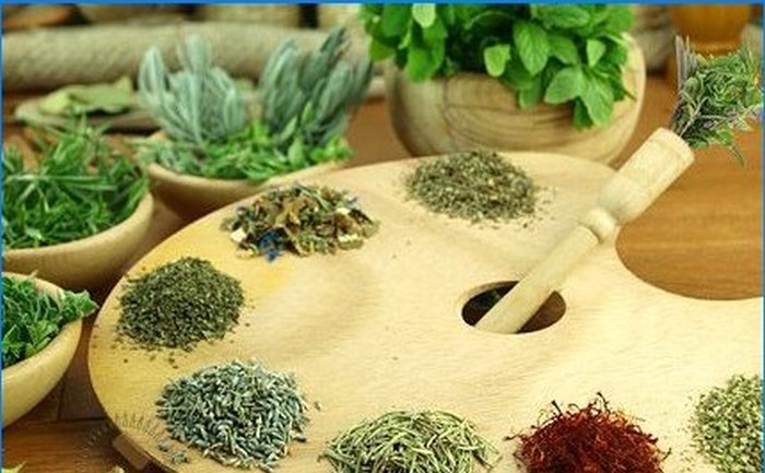 Pěstujeme koření - šalvěj, rozmarýn a další aromatické rostliny