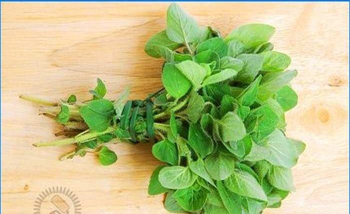 Pěstujeme koření - šalvěj, rozmarýn a další aromatické rostliny