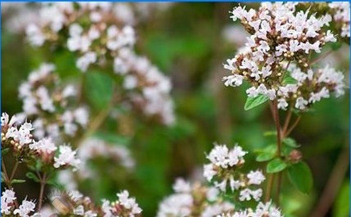 Pěstujeme koření - šalvěj, rozmarýn a další aromatické rostliny