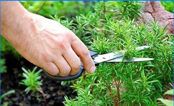 Pěstujeme koření - šalvěj, rozmarýn a další aromatické rostliny