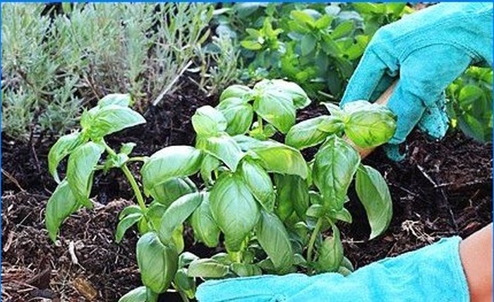 Pěstujeme koření - šalvěj, rozmarýn a další aromatické rostliny