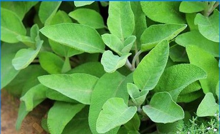Pěstujeme koření - šalvěj, rozmarýn a další aromatické rostliny