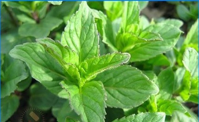 Pěstujeme koření - šalvěj, rozmarýn a další aromatické rostliny