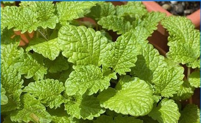 Pěstujeme koření - šalvěj, rozmarýn a další aromatické rostliny