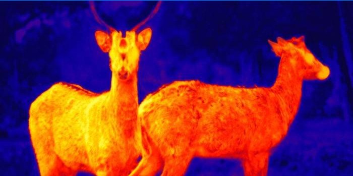 Zvířata zastřelená infračervenou kamerou