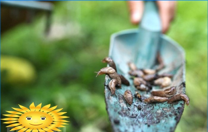 7 způsobů, jak se zbavit slimáků a hlemýžďů v zahradě