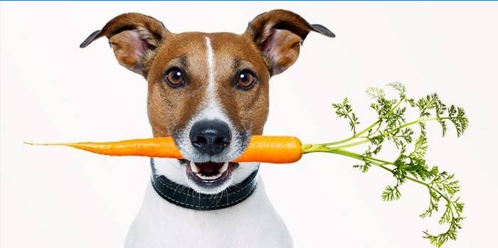 Pes s mrkví v ústech