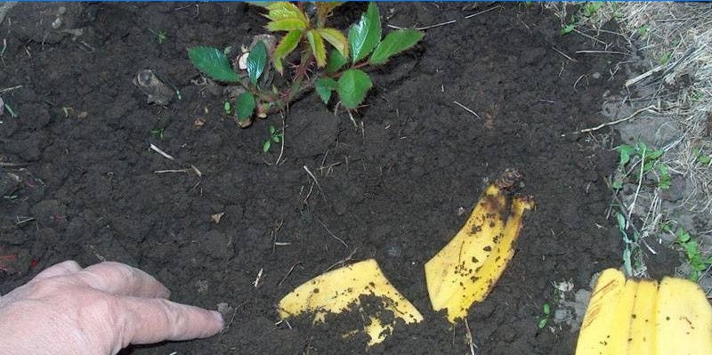 Hnojivo květiny s banánovou kůrou