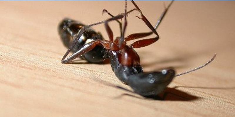 Mrtvý mravenec