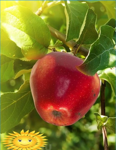 Funkce výsadby ovocných stromů